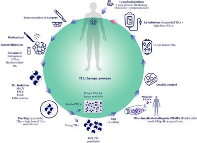 Tumor-infiltrating lymphocytes for treatment of solid tumors: It takes two to tango?